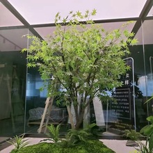 假树仿真青枫树绿枫树大型室内装饰客厅落地造景欧式绿植红枫