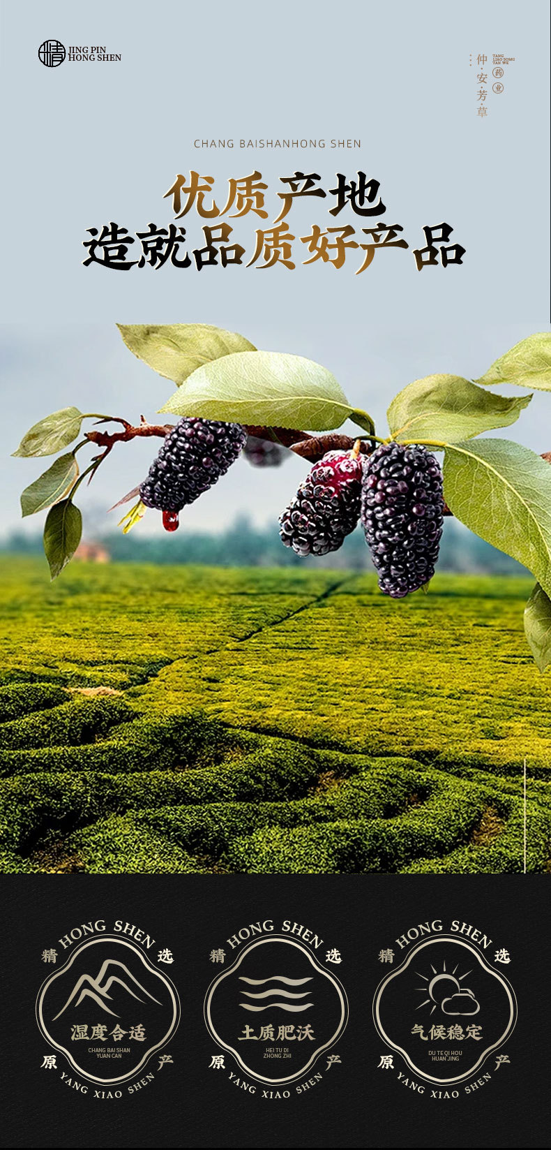 Mulberry Fruit Dried (Morus alba) — Sang Shen Dried Berries for Tea & Soup overview