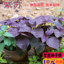 ͥԺ�̨���ԾG���K�ӷN���{��ʳ���ļ������Ķ����߲���ݷN����