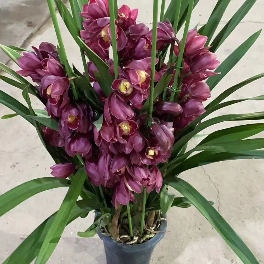 Красный халат Цимбидиум Орхидея саженцы с бутонами офис комнатные растения в горшках зеленые цветы голова тигра Орхидея Весенний фестиваль цветы