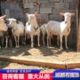 萨能多少养殖奶山羊