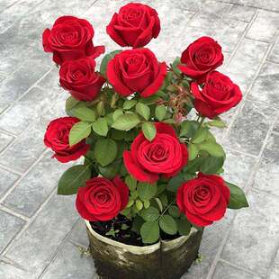���¼t ����ֲ�� �ļ����^���Gֲ�������¼��Nޱ�҃�ͥԺ�̨�ļ�