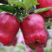 花牛苹果正宗甘肃天水斤水果新鲜整箱当季糖心红蛇粉面丑平安果