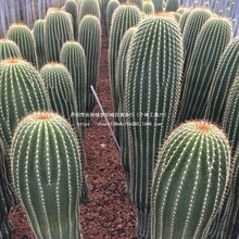 ���P�������ƶ���ֲ�����������������ɳĮͥԺ���^�쾰���Ի���