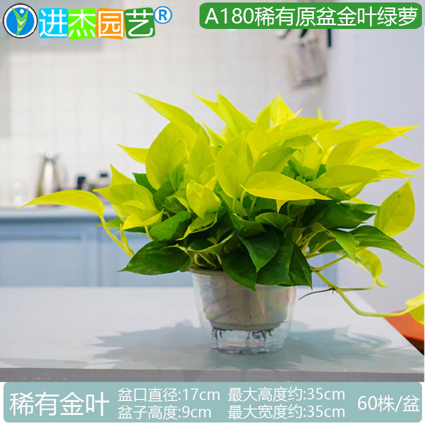 ϡ�н�Ҷ��ˮ