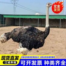 出售非洲成年可繁殖下蛋鸵鸟活体 鸵鸟蛋鸵鸟苗价格 景区观赏鸵鸟