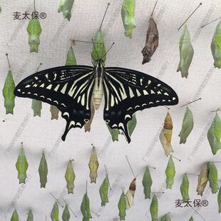 ��̫�������Ӽ�ɷ�����Y�o�����w��ͯ��B�^��С���x�������