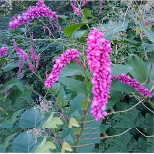 ˮ�t���ݷN��ֱ ���lș���Nޤ���Ӯ����²�ˮȇ���Ӽtޤ ͥԺ�@��