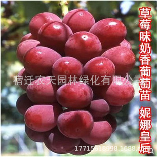 ���Ȼʺ��ţ�����ј�����������Ե����������ј��m�Ϸ������Nֲ