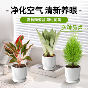 Office Desktop Green Plant Potted Indoor Living Room Appearance Cream Style Small Potted Plant for All Seasons, Easy to Maintain and Absorbs Formaldehyde