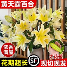 �S��԰ٺϻ��Sɫ��ˮ�ٺ��r�����^��ϻ���ֱ�l���ò�ƿˮ�B����