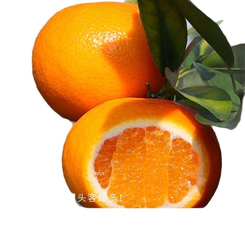 1.5kg - [중대과] 열매지름 60-65mm, 첫작물, 꼭 드셔보세요! ! !