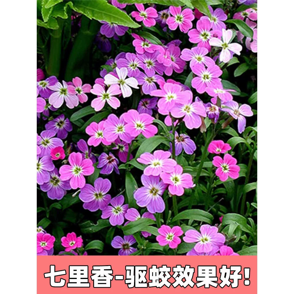 Семена репеллента от комаров, ароматного травяного растения пиретрума, легко цветут в любое время года, подходят для комнатных и уличных цветов в горшках на балконе.