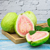 guava fruit fresh Red Guava 5 Carmine Full container Shunfeng
