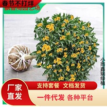 һ�����l�𻨘����ļ��𻨻����԰��¹�����������_������