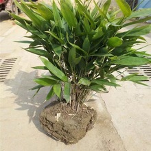 �؃r���l�óɻ������� �o�¾G�����~������ ���������~���~������