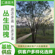 丛生国槐园林绿化工程乔木苗木小区绿化道路绿化丛生国槐