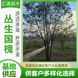 乔木;其他园林植物