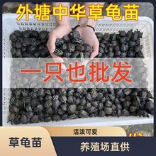 乌龟批发中华草龟草龟苗小活体外塘长寿龟宠物水龟金线活物小乌龟