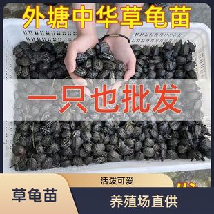 �������l���A����������С���w�����L��������ˮ���𾀻���С����