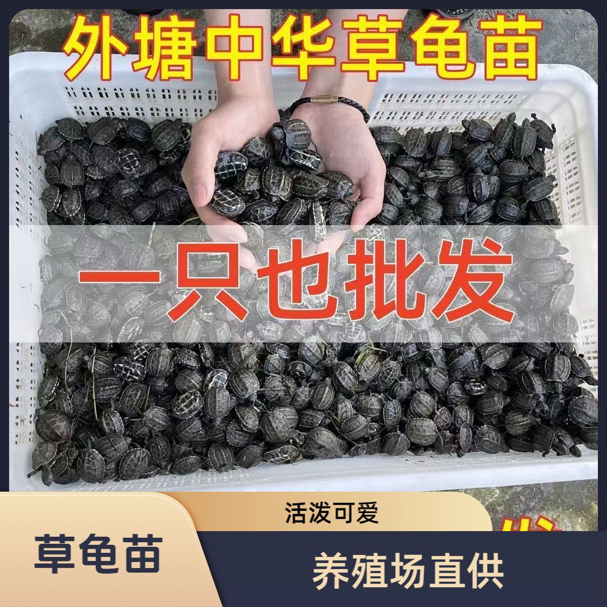 乌龟批发中华草龟草龟苗小活体外塘长寿龟宠物水龟金线活物小乌龟