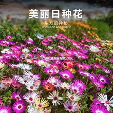 лNӶ횺ĵmĵ~̨ͥԺ԰