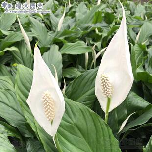 ����ˮ��ֲ��һ���L����Ի����҃ȾGֲ�k�������ԾGɫֲ���辰