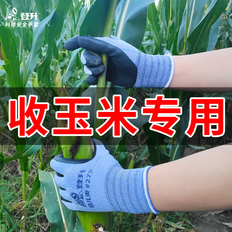 Escalada de maíz guantes de colección antideslizante transpirable maíz tirando jardín maíz seco granja guantes