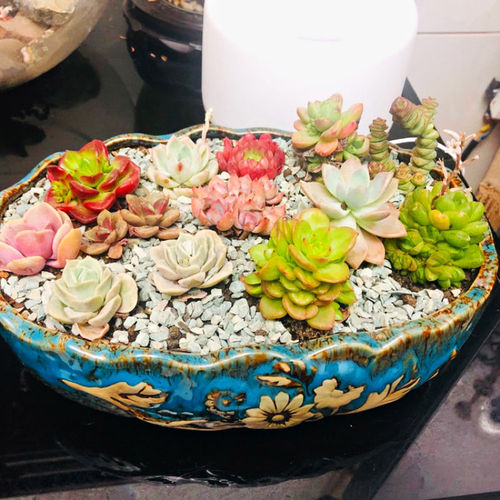 Large caliber succulent flower pot ceramic wholesale extra large platter factory direct sales one piece drop shipping