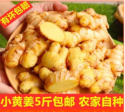 嫩姜当年子姜 贵州小黄姜生姜鲜姜农家自种新鲜现挖auPun6i8tiu