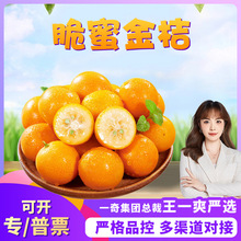 【严选】广西融安脆蜜金桔 代发2斤大果彩箱新鲜水果第三代小蜜桔