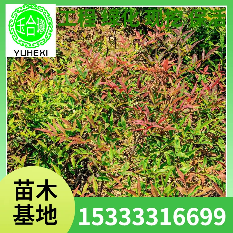 Прямая поставка с базы: саженцы нандины для ландшафтного дизайна двора и сада, с полной спецификацией.