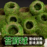 苔藓球植物创意花盆蝴蝶兰石斛种植微景观青苔盆栽趣味保湿可复活