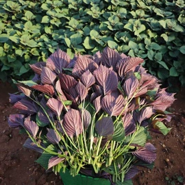 牙膏;洗发水;洗衣凝珠