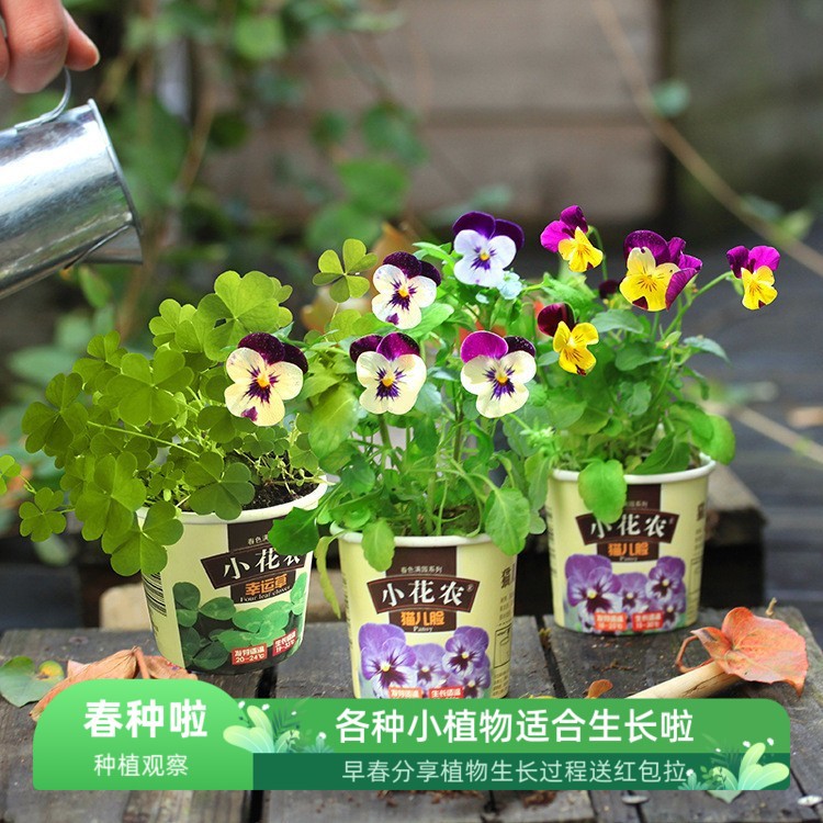 小花农春色满园盆栽中小学生植物栽培可爱趣味蔬果花卉种植杯包邮