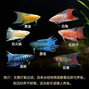 �Ї����~�S�����S����������ˮ��ˮ���~������ɻ��B�^�p�~��Ӝ�