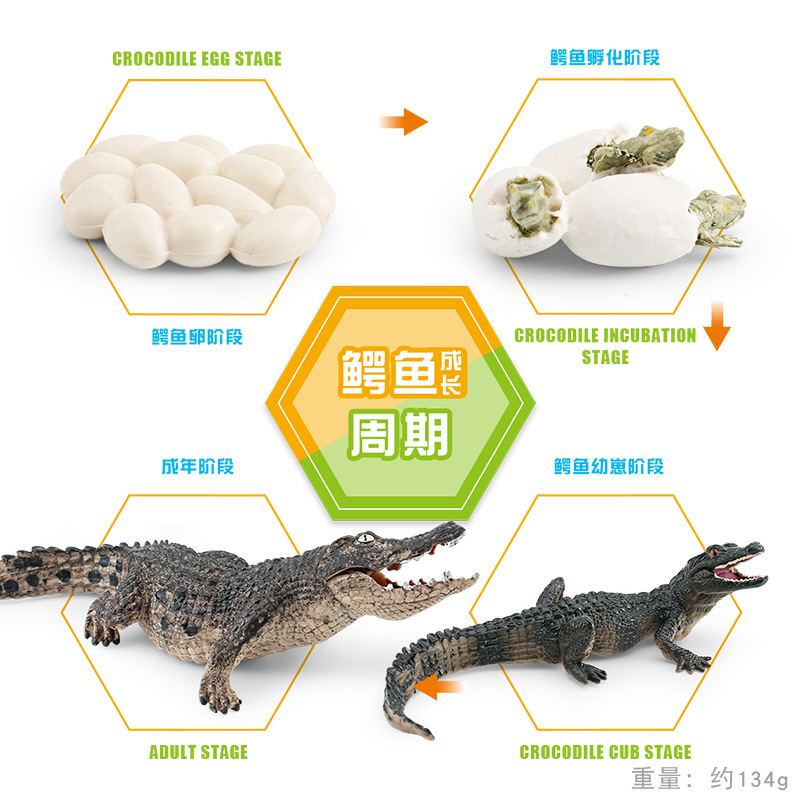 Ciclo de crecimiento de cocodrilo PL127-2497 134G