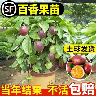 Passion Fruit Tree Fruit Seedlings Potted Saplings South and North Courtyard Golden Fruit Tree Planting Seedlings Easy to Maintain in All Seasons
