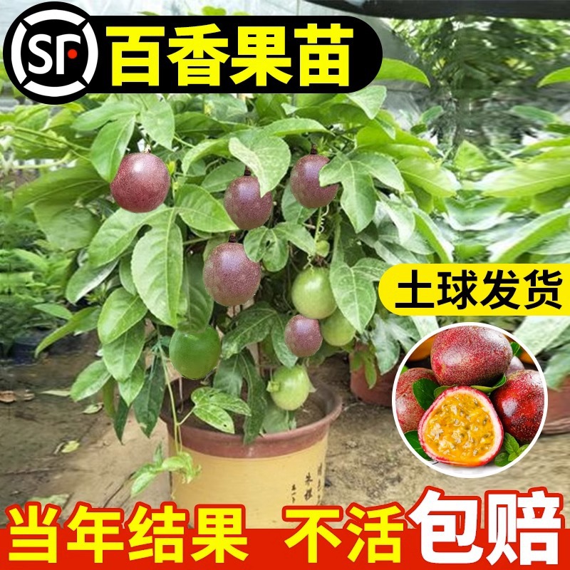 百香果树果苗盆栽树苗南方北方庭院黄金水果树种植苗四季结果好养