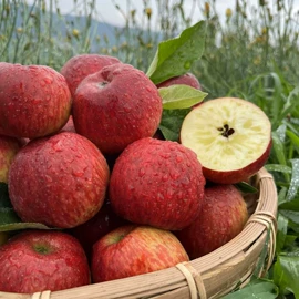 番薯类;柑桔;苹果