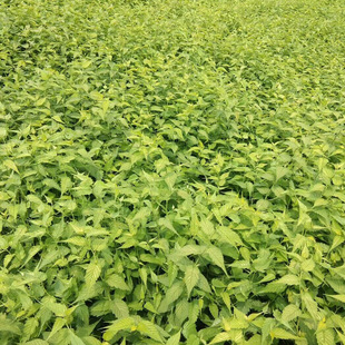 ���l�������l������ذ���Ļ�������ں���ɺ��}�|������ľ