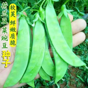 ܛ�v�����m���N���㶹���ļ����N���v�˶��㶹���ǷN���r���߲�