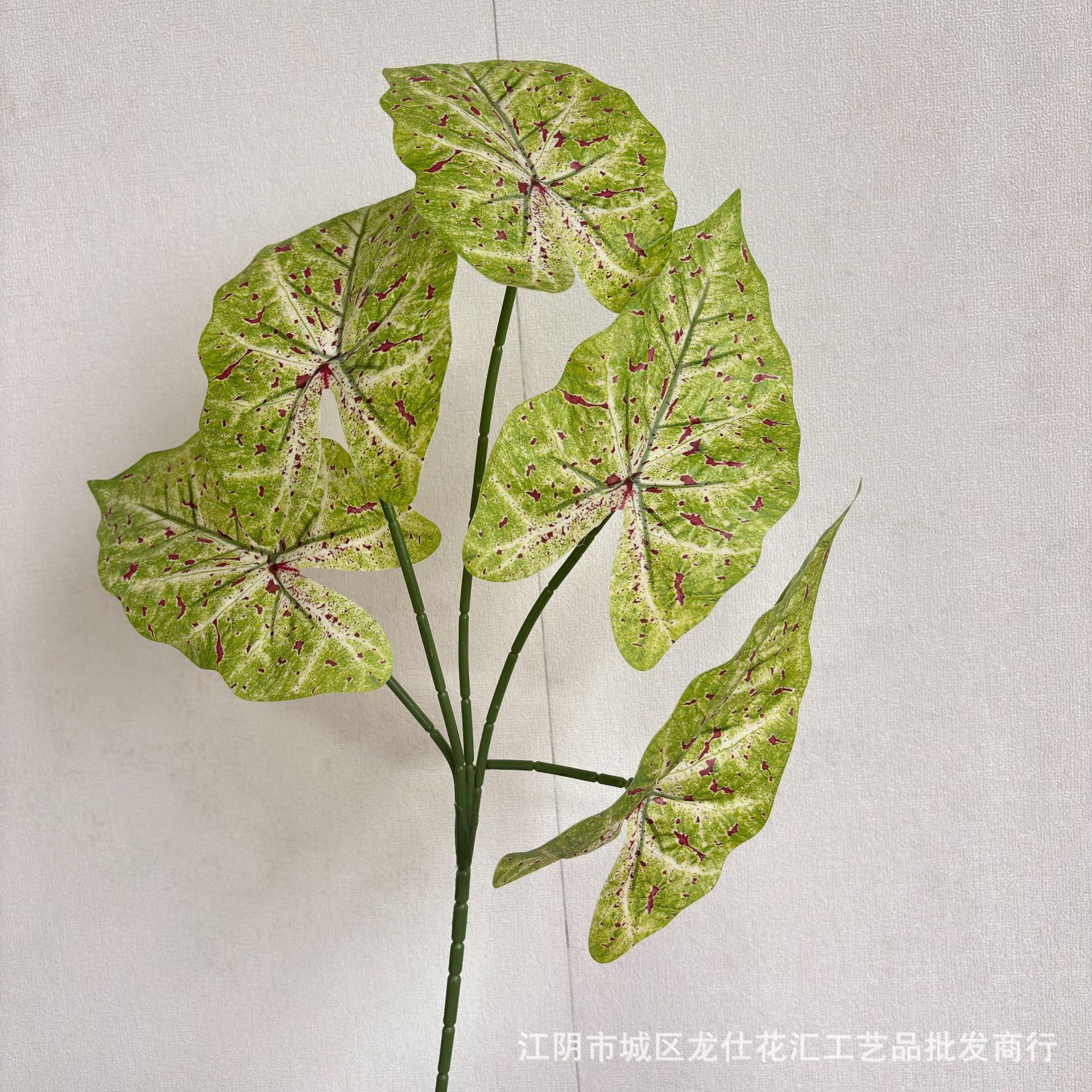 Hojas de taro grandes y agradables al tacto con manchas de verde.