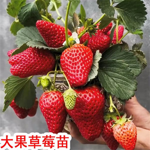 ��ݮ���ļ��Y���̨�҃����ϱ��������������Ͳ�ݮ���箔��Y���