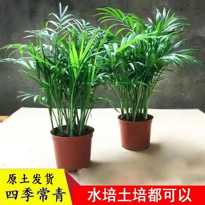 Карманный кокос, богатый кокос, гостиная, офис, очистка воздуха, большие зеленые растения, вечнозеленые круглый год, легко кормить, новоселье