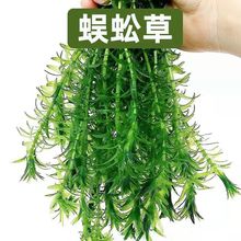 ���ˮ��ֲ����B�~���~���쾰�~�׿�ȸ�~���~���~�~���̓���ˮ�|