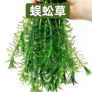 ���ˮ��ֲ����B�~���~���쾰�~�׿�ȸ�~���~���~�~���̓���ˮ�|