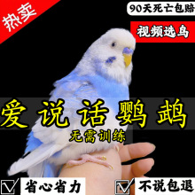 大头虎皮鹦鹉活鸟小鸟幼鸟会说话的鹦鹉手养小型观赏宠物活体活物