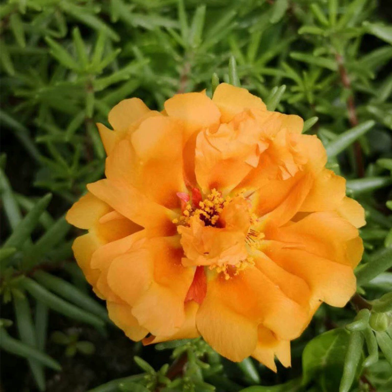 Оптовые саженцы подсолнечника смешанного цвета с двойным клапаном с доставкой корней Four Seasons цветение Крытый Балкон Двор Крыша весенние цветы