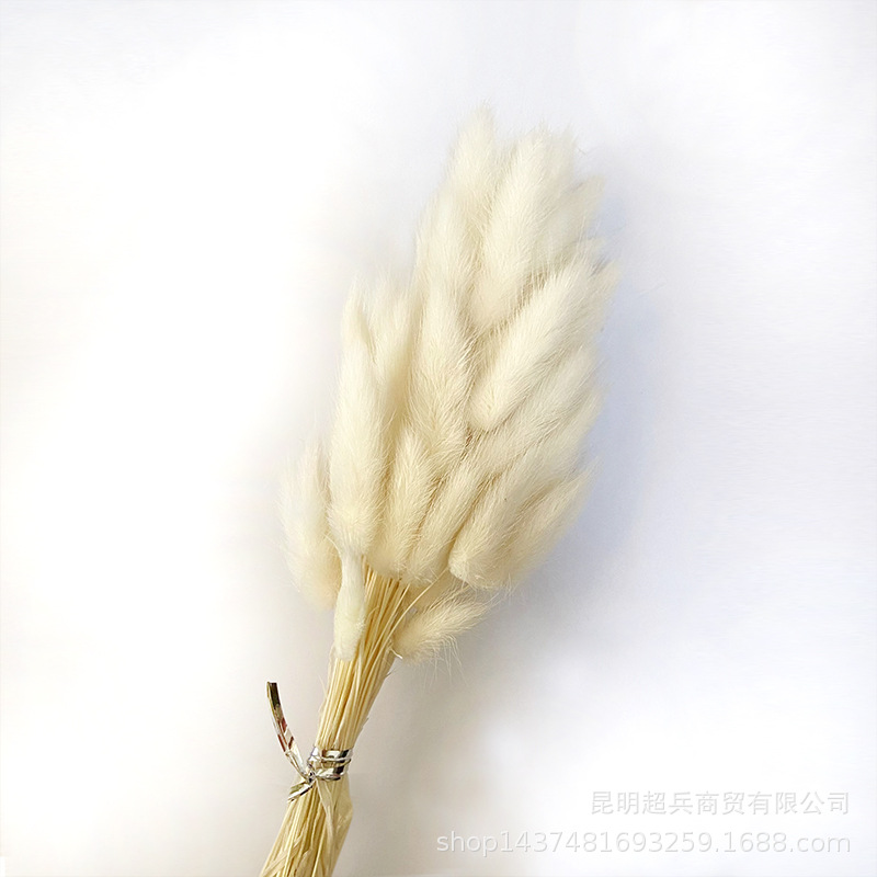 Hierba de cola de conejo flor seca hierba de cola de conejo blanco un montón de 50 piezas